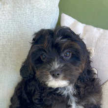 Cavapoo Puppy Ace