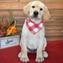 Labrador Retriever Puppy George