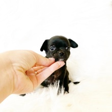 Chihuahua Puppy Pepper