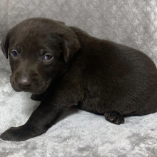 Labrador Retriever Puppy Kenli