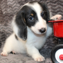 Dachshund Puppy Erich