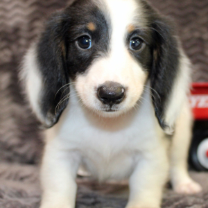Dachshund Puppy Erich