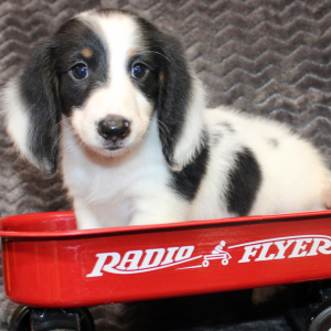 Dachshund Puppy Erich