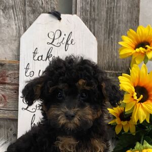 Havapoo Puppy Ace