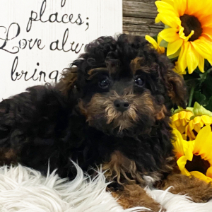 Havapoo Puppy Ace