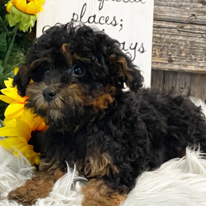 Havapoo Puppy Ace