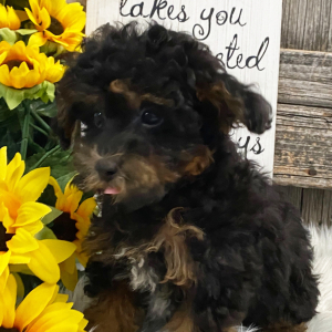 Havapoo Puppy Ace