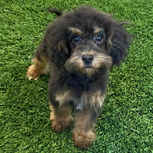Havapoo Puppy Ace