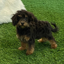 Havapoo Puppy Ace