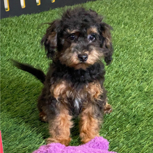 Havapoo Puppy Ace