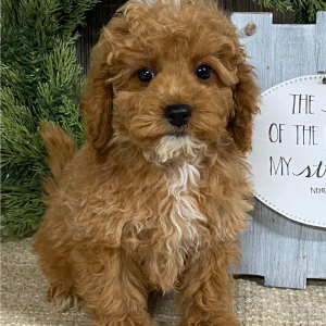 Cavapoo Puppy Cameron