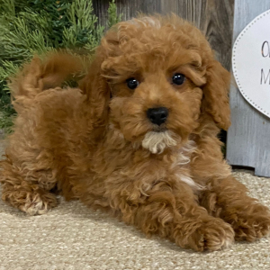 Cavapoo Puppy Cameron