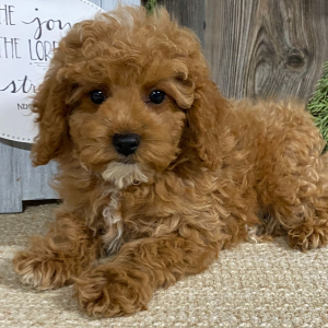 Cavapoo Puppy Cameron