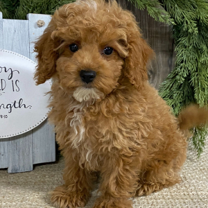 Cavapoo Puppy Cameron
