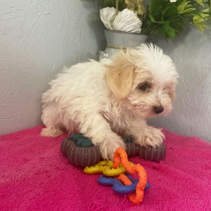 Maltipoo Puppy Aryssa