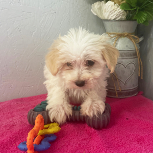 Maltipoo Puppy Aryssa