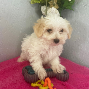 Maltipoo Puppy Aryssa