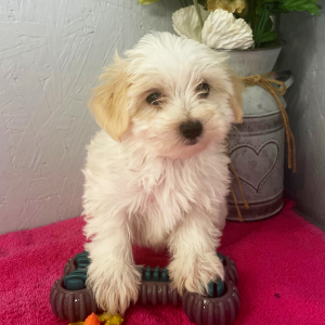 Maltipoo Puppy Aryssa