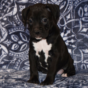 Boxer Puppy Betsy