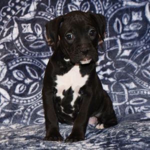 Boxer Puppy Betsy