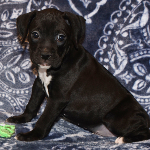 Boxer Puppy Betsy