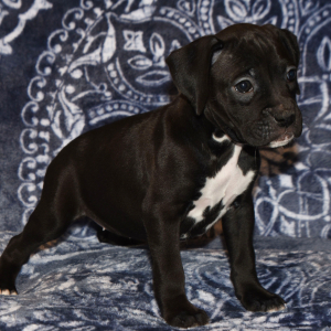 Boxer Puppy Betsy