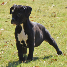 Boxer Puppy Betsy