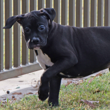 Boxer Puppy Betsy