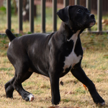Boxer Puppy Betsy