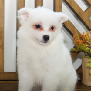 American Eskimo Dog Puppy Ember