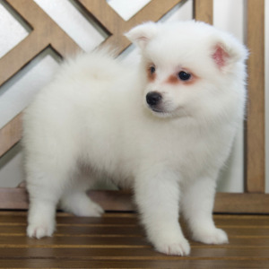 American Eskimo Dog Puppy Ember