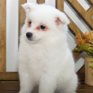 American Eskimo Dog Puppy Ember