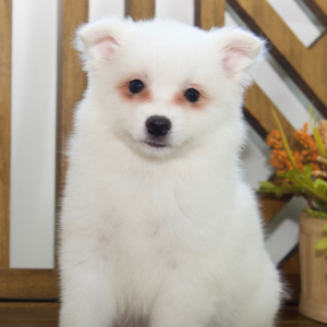 American Eskimo Dog Puppy Ember