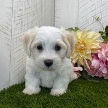 Havapoo Puppy Ally