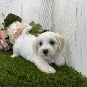 Havapoo Puppy Ally