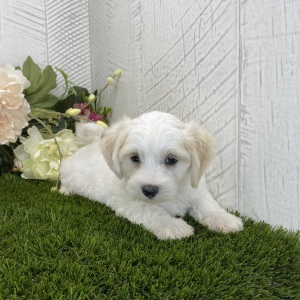 Havapoo Puppy Ally