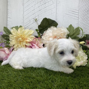 Havapoo Puppy Ally