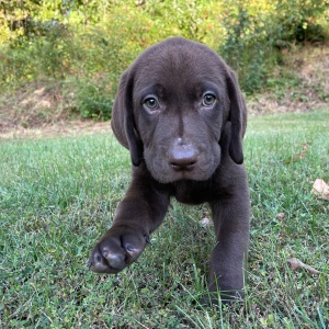 Labrador Retriever Puppy Steve
