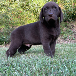 Labrador Retriever Puppy Steve