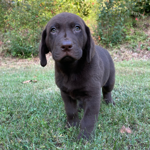 Labrador Retriever Puppy Steve