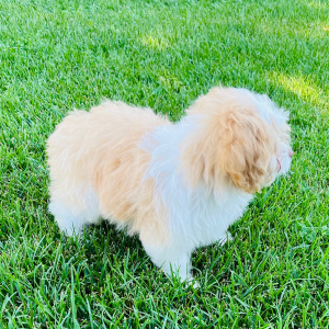 Aussiedoodle Puppy Teddy