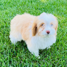 Aussiedoodle Puppy Teddy