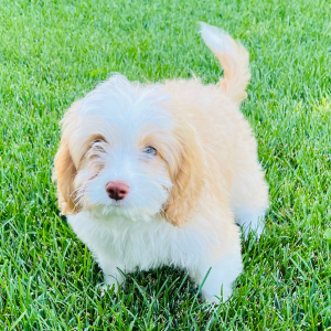 Aussiedoodle Puppy Teddy