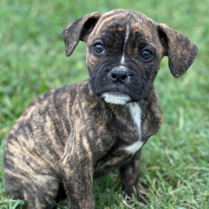 Olde English Bulldogge Puppy Bruno