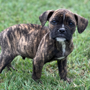 Olde English Bulldogge Puppy Bruno