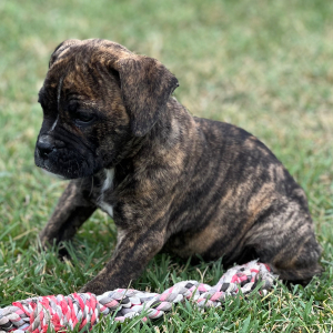 Olde English Bulldogge Puppy Bruno