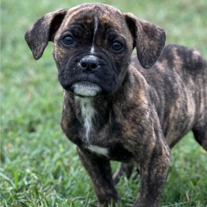 Olde English Bulldogge Puppy Bruno