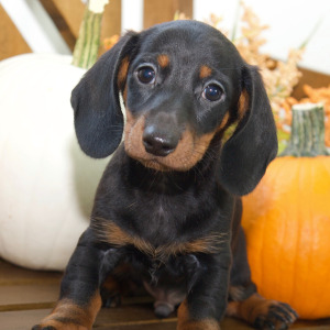 Dachshund Puppy Dylan