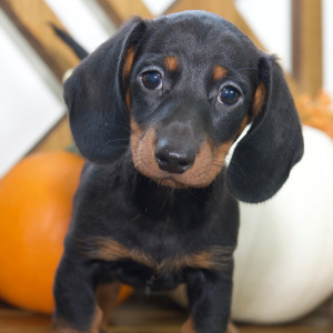 Dachshund Puppy Dylan
