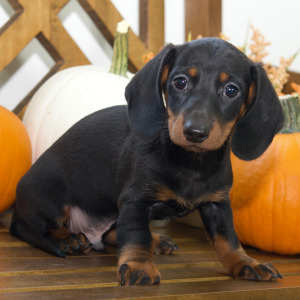 Dachshund Puppy Dylan